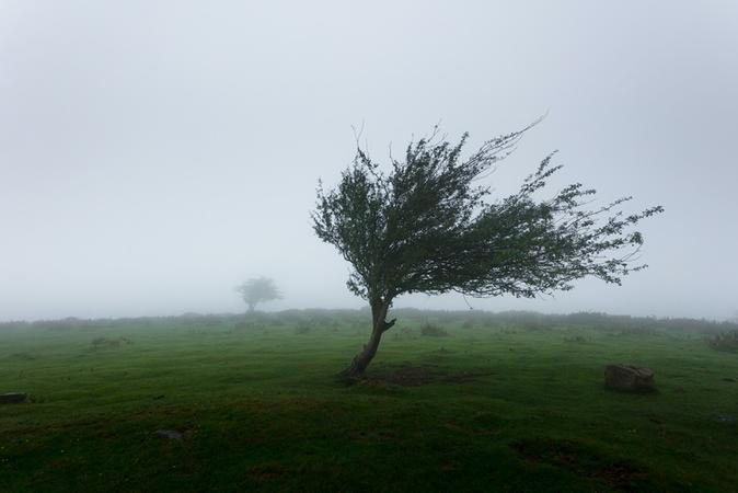 Rajadas de vento devem ficar entre os 50 e 88 km/h Defesa Civil alerta para ventos de até 88 km/h no litoral de SP Árvore envergando com vento em campo com neblina - Unsplash