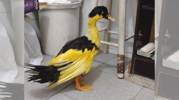 Ave estava coberta de tinta em praia de Mongaguá Pato que foi encontrado pintado de amarelo é resgatado no litoral sul de SP Pato com plumagem pintada de amarelo - Reprodução/Instagram Parque Ecológico de Mongaguá