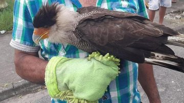 Morador de São Vicente encontrou a ave em um terreno baldio e acionou as autoridades municipais para ocorrência Gavião em São Vicente - Divulgação PMSV