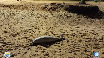 Dois golfinhos da espécie boto-cinza (sotalia guianensis) foram encontrados encalhados e mortos na praia de Martim de Sá, em Caraguatatuba Golfinhos são encontrados mortos na praia Martim de Sá, em Caraguatatuba (SP) golfinhos da espécie boto-cinza - Foto: Instituto Argonauta