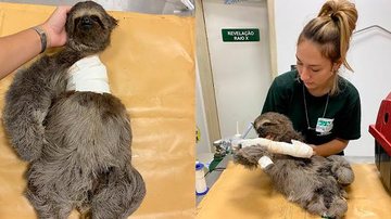 animal se recupera no Orquidário de Santos Bicho-preguiça - Fotos: Carlos Nogueira-PMS