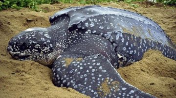A tartaruga-de-couro, também conhecida como tartaruga gigante, é a maior espécie de tartaruga marinha existente Tartaruga sem vida é encontrada com nylon e plástico no intestino no litoral de SP Tartaruga-de-couro - Reprodução/UFPR/Mar Sem Fim
