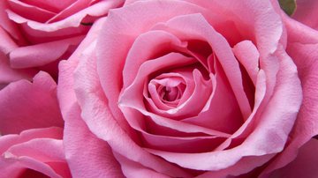 Rosas Confira o resumo de notícias deste 9/9 Rosas cor-de-rosa - Pexels