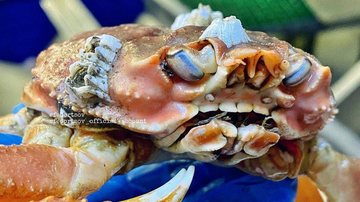 Crustáceos possuem dentes apenas em seus estômagos Imagem de caranguejo “dentuço” faz sucesso entre internautas Imagem de caranguejo "dentuço" - Divulgação/Instagram/rfedortsov_official_account
