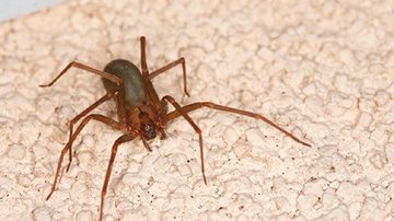 A aranha-marrom (Loxosceles) é um animal invertebrado e extremamente venenoso Aranha-marrom Aranha-marrom em ciam de uma mesa - Reprodução