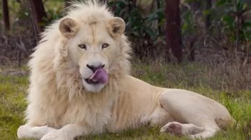 A organização Global White Lion Protection Trust ressalta que há na natureza apenas 12 leões brancos Leão branco Leão branco olhando para a câmera - Imagem ilustrativa