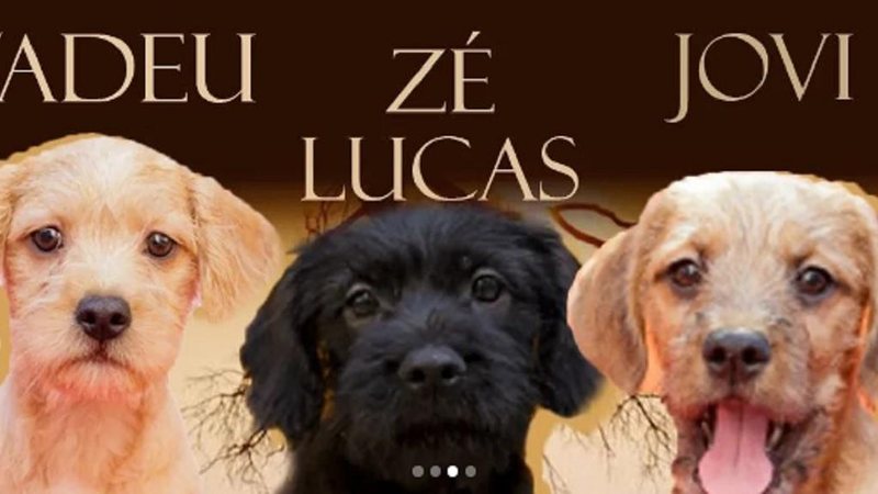 Fica até difícil escolher qual peludo adotar Pets para adoção em SP têm nomes de personagens da novela Pantanal Três cães para adoção - Reprodução/Instagram Prefeitura de SP