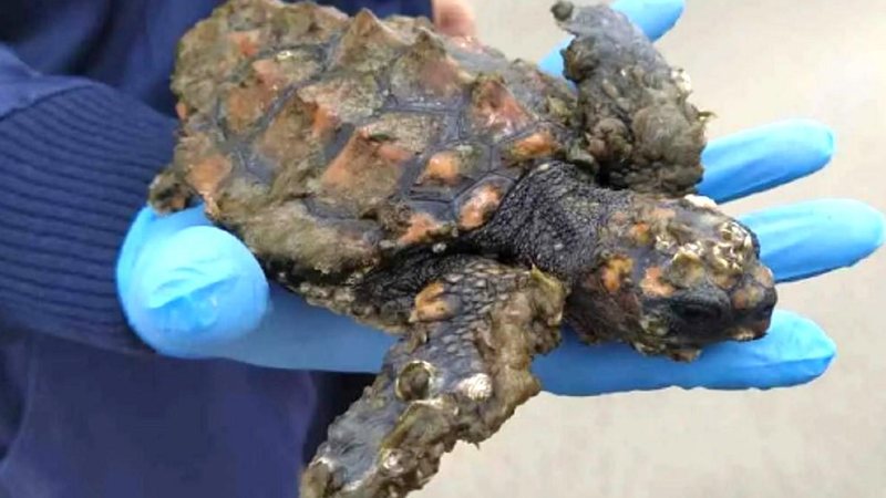 Tartaruguinha foi levada para a sede do instituto, na cidade de Praia Grande. Filhote de tartaruga com o corpo repleto de cracas é resgatado no litoral sul de SP Pessoa com luva segura na palma da mão filhote de tartaruga - Reprodução/Instagram Instituto Biopesca