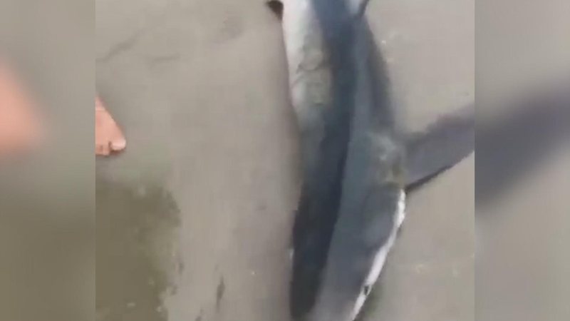 Tubarão azul na faixa de areia de Bertioga Tubarão e golfinho mortos são encontrados na mesma praia no litoral de SP; VÍDEO - Imagem: Danilo Leite