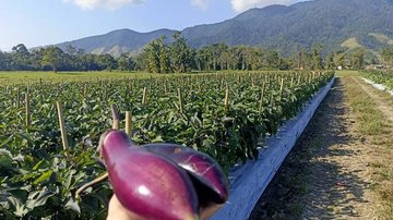 De acordo com a prefeitura, aproximadamente 1,5 tonelada do legume é fornecido anualmente para escolas municipais, desde 2018 Caraguatatuba se destaca como maior produtora de berinjela japonesa do Estado de São Paulo Berinjela - Foto: Marina Larcher/PMC
