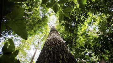 Pandemia e isolamento aumentam procura por cultivo de plantas em casa