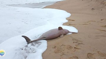 Toninha era uma fêmea adulta Golfinho é encontrado sem vida em praia do Litoral Norte de SP Toninha morta em praia de Caraguatatuba - Reprodução/Instituto Argonauta/Band Vale