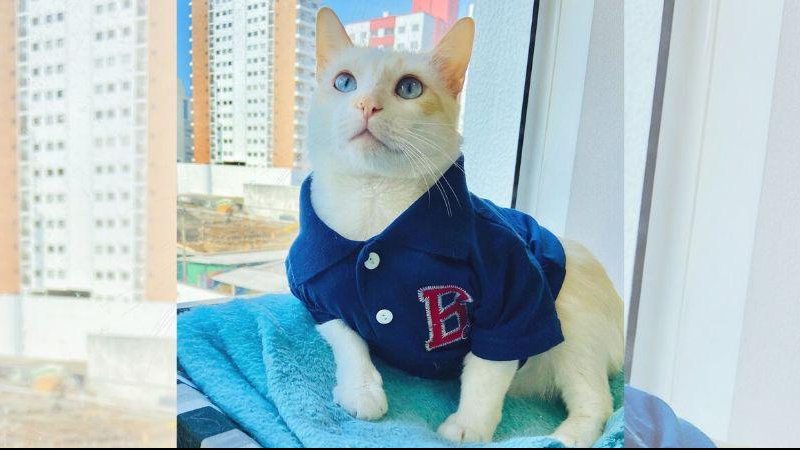 "Dr. Nico" já é um sucesso no Instagram, com mais de 5 mil seguidores Gato larga vida nas ruas para virar estagiário de órgão público e influencer Gatinho Nico, de pelagem branca com amarelo, vestindo blusinha azul - Reprodução/Instagram @nicoestagicat