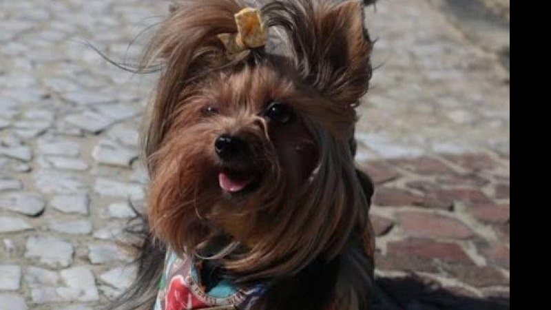 O preço da passagem será o mesmo cobrado normalmente Santos terá programação especial para o Dia dos Animais - Divulgação/Prefeitura de Santos