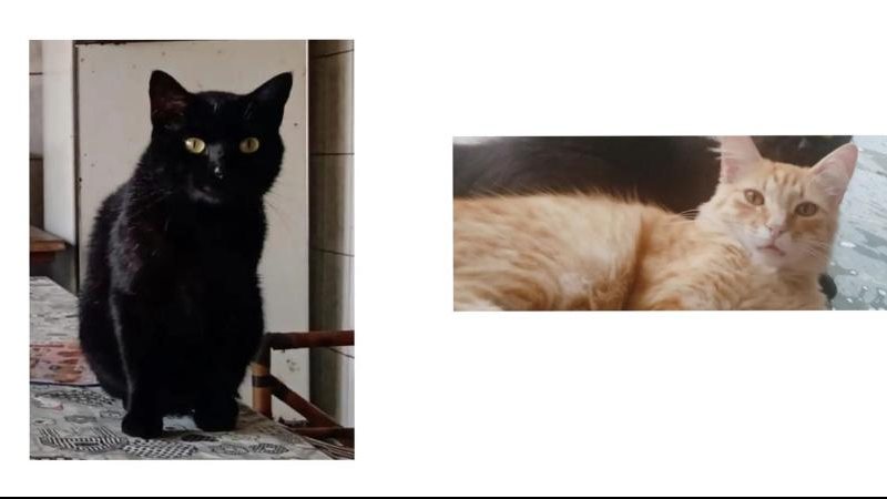 Os dois gatos desapareceram em menos de dois meses  Gato preto à esquerda e gato caramelo à direita - Divulgação