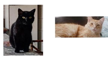 Os dois gatos desapareceram em menos de dois meses  Gato preto à esquerda e gato caramelo à direita - Divulgação