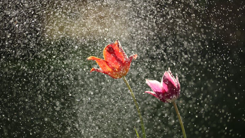Previsão indica que primavera deve começar com chuva no estado de São Paulo Primavera começa esta semana debaixo d’água no estado de SP Flores sob a chuva - Unsplash