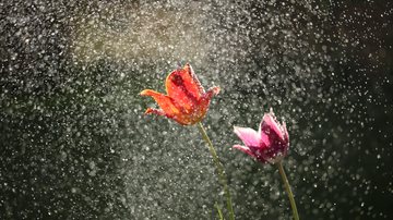 Previsão indica que primavera deve começar com chuva no estado de São Paulo Primavera começa esta semana debaixo d’água no estado de SP Flores sob a chuva - Unsplash