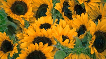 Concurso tem quatro categorias: Miss Primavera Bertioga; Miss Primavera Melhor Idade; Miss Primavera Plus Size e Miss Primavera Inclusão Bertioga: concurso “Miss Primavera” é uma das atrações da “Festa da Primavera” Girassóis - Imagem ilustrativa/Unsplash