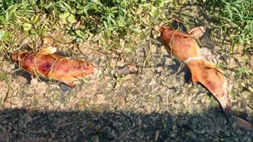 Animais estavam às margens de um braço do rio Preto, em um trecho que vai de encontro ao rio Branco, no bairro Vila Peruíbe Quatro toninhas são encontradas mortas no litoral sul de SP Toninhas mortas em rio de Peruíbe - Reprodução/Ellen Marchiori - Instituto Biopesca
