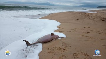 Golfinho foi encontrado morto na praia do Massaguaçú Golfinho é encontrado morto na praia do Massaguaçú, em Caraguatatuba golfinho - Foto: Instituto Argonauta