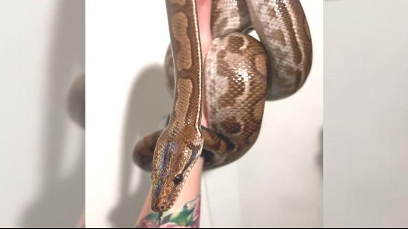 Réptil foi encontrado dentro do fogão da própria residência Jiboia que fugiu de apartamento é encontrada em São Paulo Cobra jiboia "Sylas" - Reprodução/Instagram Sylas_Snake