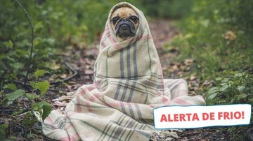 A segunda-feira (29) deve apresentar queda acentuada de temperatura no estado de São Paulo, segundo o Climatempo Meteorologia prevê mudança de tempo “brutal” no fim de semana no centro-sul do Brasil Imagem de cachorro pug embrulhado em um cobertor em uma m - Montagem/Unsplash