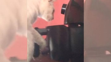 A facilidade que o bichano tem para abrir a air fryer é espantosa Vídeo de gato abrindo air fryer “bomba” na web Gato branco abre air fryer - Reprodução/Twitter