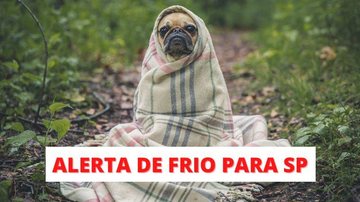Prepare-se para ficar que nem o cachorrinho da foto neste primeiro fim de semana da primavera! Ciclone empurra frio para SP e fim de semana promete ser gelado Cachorrinho pug enrolado em cobertor, em uma mata, com dizeres em vermelho abaixo: "Alerta de Fri - Montagem/Unsplash