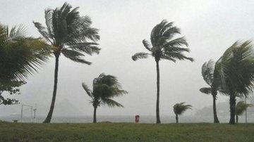 Ventania já deve começar na manhã desta sexta-feira (9) Defesa Civil emite alerta de ventos de até 75 km/h para todo o litoral de SP Coqueiros de orla de praia balançando com vento e céu nublado - Reprodução