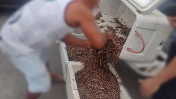 Embarcação não possuia licença de pesca Pesca irregular de 100 kg de camarão rende multa de R$ 12 mil em Guarujá Camarão apreendido em embarcação em Guarujá - Comunicação Social da Polícia Marítima de SP