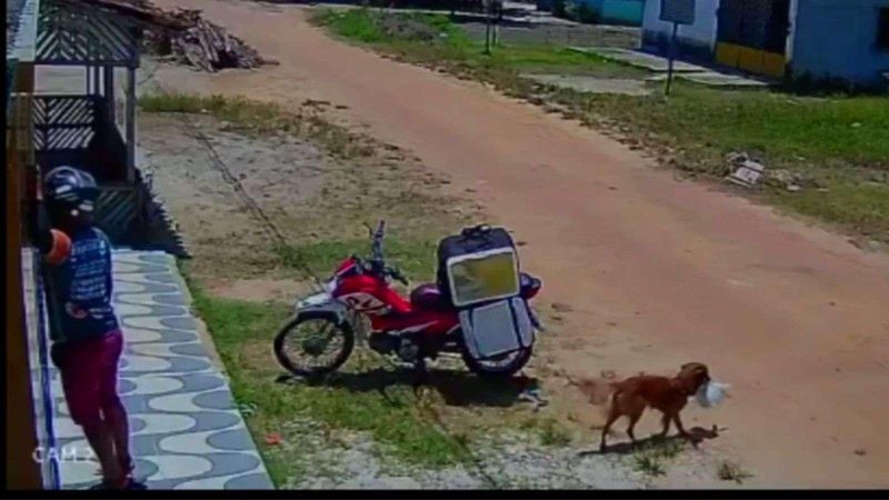 Vira-lata rouba marmita enquanto motoboy efetuava entrega Cachorro com uma sacola de marmita na boca saindo do lado da moto do entregador, que está de costas e não ve o ato - Reprodução