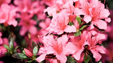 Azaleias são uma das flores que devem embelezar duas importantes vias de Praia Grande Vias de Praia Grande passam por remodelação no paisagismo Azaleias cor-de-rosa - Imagem ilustrativa/Pexels