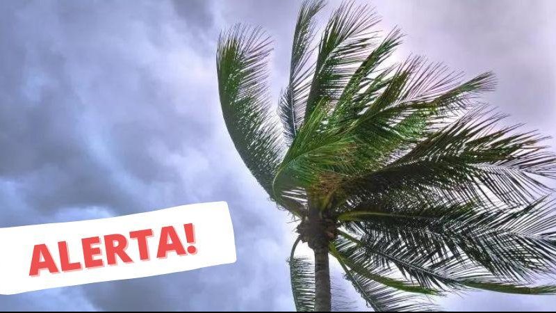 No litoral paulista, os fortes ventos devem aumentar a sensação de frio Marinha emite novo alerta para ventos de até 74 km/h no litoral de SP Coqueiro balançando com o vento, céu nublado e mensagem de "alerta!" em vermelho, à esquerda - Montagem/Pexels/Divulgação/ND