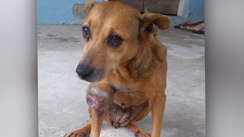 Caso esteja interessado (a) em ajudar, contate: 13 98134-8734  Foto do cachorro com tumor na pata - Arquivo Pessoal
