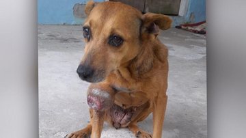 Caso esteja interessado (a) em ajudar, contate: 13 98134-8734  Foto do cachorro com tumor na pata - Arquivo Pessoal