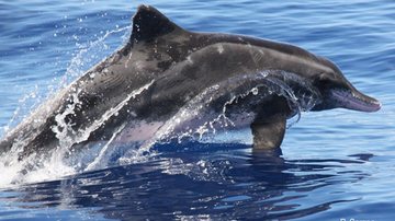 Golfinho-de-dentes-rugosos foi encontrado encalhado em Ilhabela, SP Golfinho é devolvido ao mar após ser encontrado encalhado em Ilhabela Golfinho-de-dentes-rugosos - Foto: Divulgação