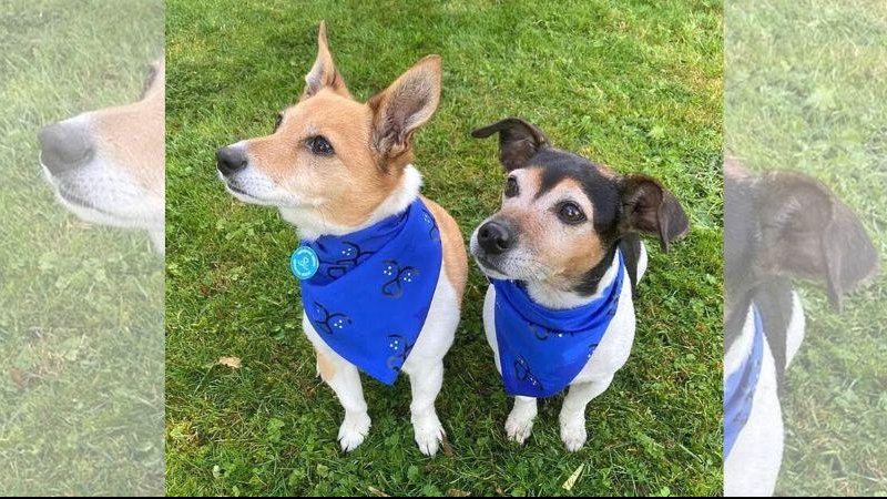 Bluebell, à esquerda, e Beth, à diretita, são as novas pets reais do Reino Unido Conheça os novos moradores “peludos” do Palácio de Buckingham Cadelas Bluebell e Beth - Reprodução/Clarence House