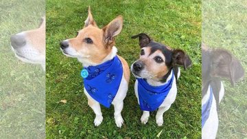 Bluebell, à esquerda, e Beth, à diretita, são as novas pets reais do Reino Unido Conheça os novos moradores “peludos” do Palácio de Buckingham Cadelas Bluebell e Beth - Reprodução/Clarence House