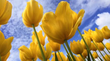 Primavera começa nesta quinta-feira (22), às 22h04 Confira como vai ser o clima nesta primavera no estado de SP Flores amarelas, vista de baixo, com céu azul e algumas nuvens - Unsplash