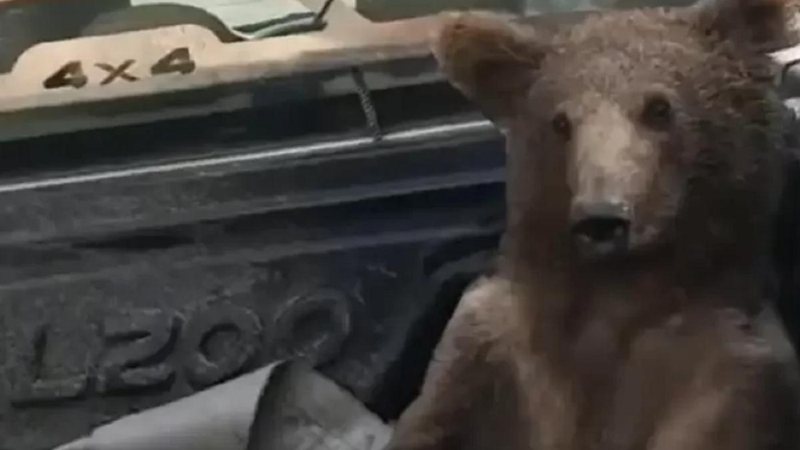 Filhote de urso, fêmea, 'chapada' após comer mel com efeitos alucinógenos; filhote chegou a ficar choramingando e tonto Ursa chapada - Divulgação