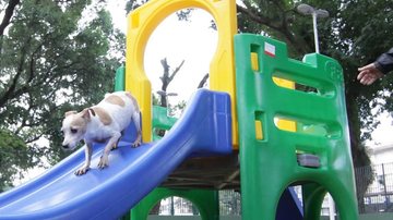 Este é o quarto espaço exclusivo para pets na cidade de Santos, litoral de São Paulo Espaço para pet Cachorro brincando em um escorregador - Divulgação/Carlos Nogueira