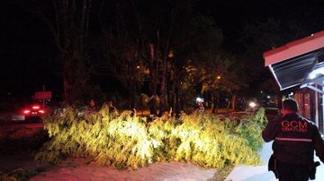 Cidade registrou doze ocorrências de quedas de árvores, sem registro de feridos Ubatuba registra ventos de 90 km/h durante passagem de ciclone extratropical Árvore caída durante a madrugada em Ubatuba, após passagem de ciclone, com agente da GCM de Ubatuba - Prefeitura de Ubatuba