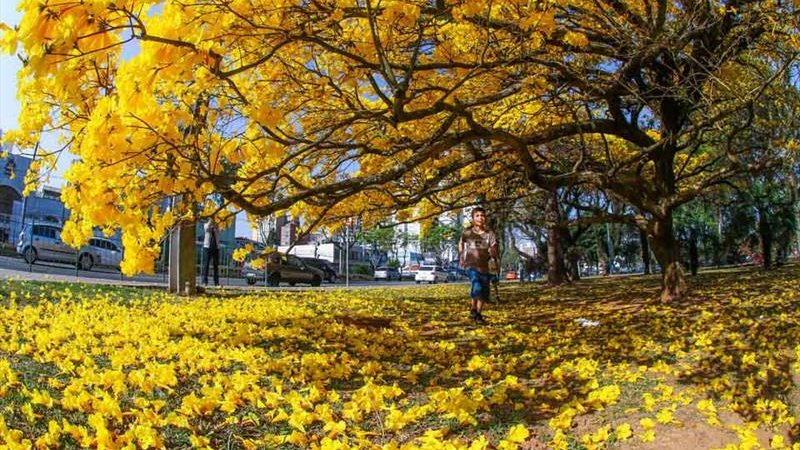Ipê amarelo remete à necessidade da reflexão sobre o tema Setembro Amarelo: Litoral tem programação no mês de conscientização sobre a prevenção do suicídio ipe amarelo - Foto: Prefeitura de Curitiba