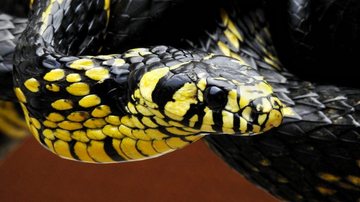 Cobra caninana possui hábitos diurnos e terrestres Oh dúvida cruel: a cobra caninana é venenosa? Cobra caninana - Leandro Avelar/Wikimedia Commons