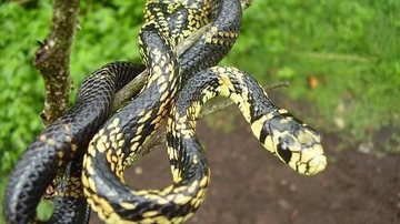Espécie é facilmente reconhecida por seu padrão de cores amarelas e pretas Cobra caninana: de onde vem o nome, qual seu tamanho e o que come? Cobra caninana em árvore - Reprodução/Cobras.blog
