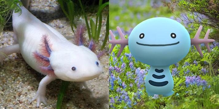 Axolote e Wooper - Reprodução/Internet