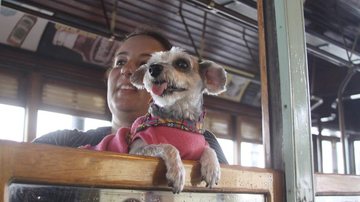 Pets curtiram o dia dedicado a eles com um belo passeio de bonde pelas ruas do Centro Histórico de Santos No Dia Mundial dos Animais, pets passeiam de bonde por Santos Mulher com cachorrinho na janela do bonde santista - Prefeitura de Santos