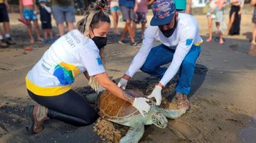 Animal foi encontrado por um mergulhador na Praia do Sergio, no dia 15 de fevereiro de 2021, debilitado e com marcas de interação com embarcação (hélice de barco) na carapaça Após um ano em reabilitação, tartaruga-verde é solta em Ilhabela (SP) soltura tar - Foto: Instituto Argonauta