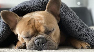 Imagem ilustrativa de um cachorro dormindo Cachorro Cachorro deitado, com coberta e dormindo - Pixabay